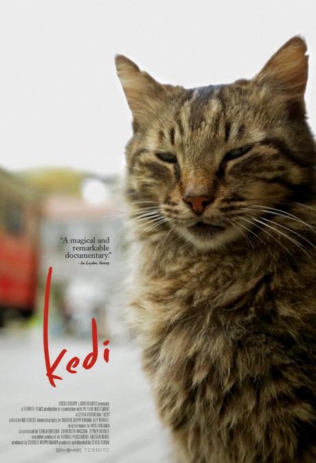 KEDI – Von Katzen und Menschen – Trailer und Verlosung
