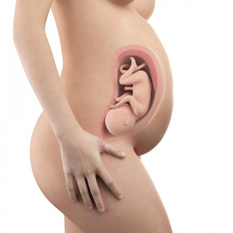 33. SSW (Schwangerschaftswoche): Dein Baby, dein Körper, Beschwerden und mehr