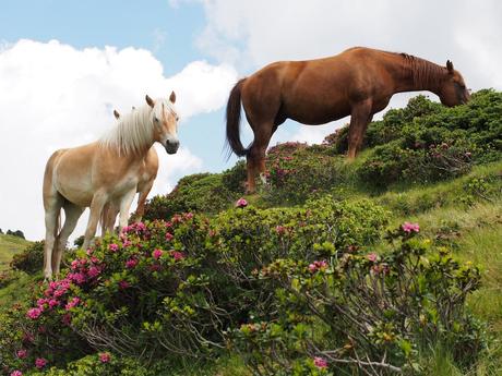 Foto:Kung Shing - Pferde statt Kühe: Oben gibt es immer wieder mal eine Überraschung