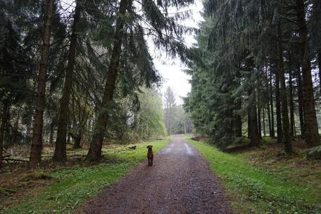 Schlimmer geht immer – der Westerwald-Steig im Regen