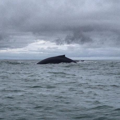 Nuqui Whale