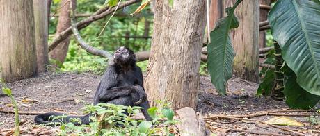 Kongo – keine Unterstützung zur Abholzung des Regenwaldes (Petition)