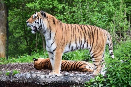 27_Tiger-Fotosafari-Tierpark-Hellabrunn-Zoo-Muenchen