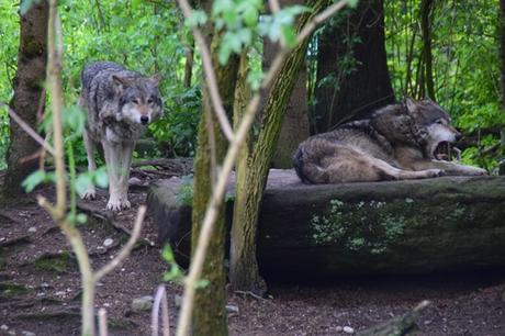 21_Maehnewolf-Wolf-Fotosafari-Tierpark-Hellabrunn-Zoo-Muenchen