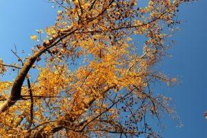 Unnützes Wissen, 11. Umlauf