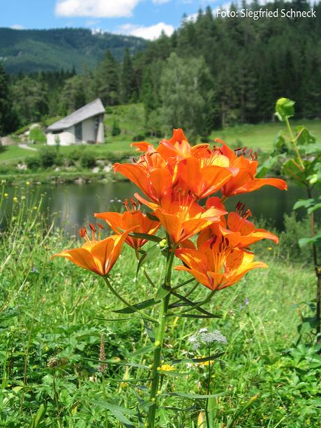 Bild der Woche: Feuerlilie mit 11 Blüten