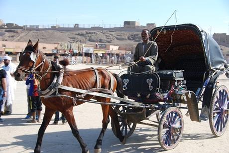 Pferd-Pferdekutsche-Edfu-Aegypten