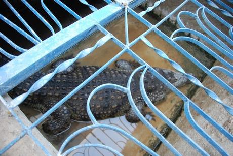 Krokodil-in-Gefangenschaft-Aegypten