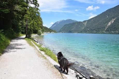 04_Wanderung-mit-Hund-Ufer-Achensee-Tirol-Oesterreich