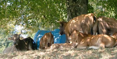 Kuriose Feiertage - Ehrentag der Kuh – Cow Appreciation Day USA 2017 Dietmar Giese-2