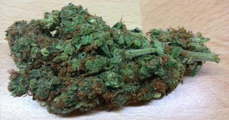 In Nevada wird das Gras knapp