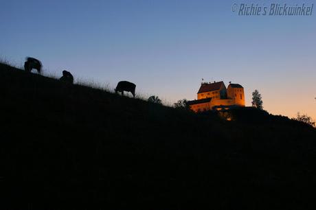 Richie´s Blick auf die Welt #Fotografie #Kühe #Waldburg