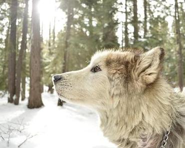 Game of Thrones Season 7 Folge 1 - Drachenstein (Vorsicht, Spoiler!) - Der Norden vergisst nicht ....