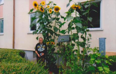 Foto: gigantische Sonnenblumen