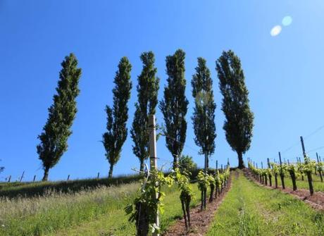 Südsteiermark Weinreise 2017