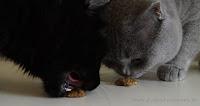 Futtertest Pfotenliebe Tiernahrung || Katzenfutter