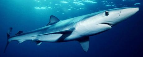 Hai verletzt einen Touristen – griff ihn aber wohl nicht an