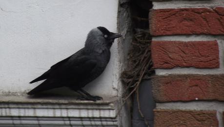 Foto: Dohle am Eingang zu ihrem Nest