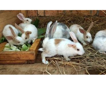 Madagaskar – die Kaninchenfarbe