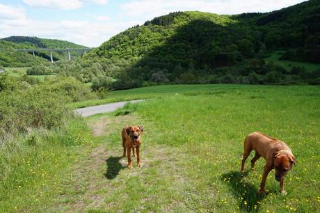 Sonnenschein und viele Steigungen – der Westerwald-Steig mit Hund – Etappe 1