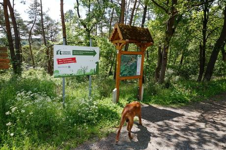 Sonnenschein und viele Steigungen – der Westerwald-Steig mit Hund – Etappe 1