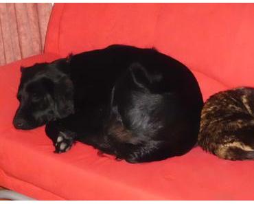 Hundsnächte und Niagarafälle