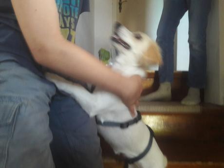 Erste Tage in Deutschland, Luna ein Hund aus Kreta