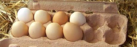 Kostenlose „Faule-Eier-App“ erkennt Fipronil-Eier