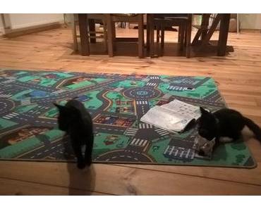 Echtblog #3 – Über Katzen und Advertorials