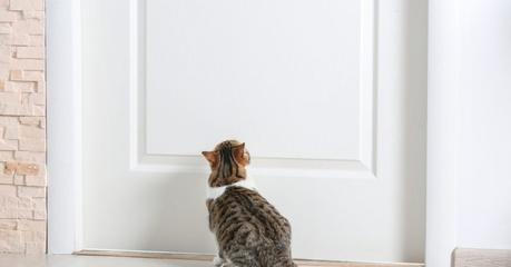 Deine Katze kratzt an der Tür? So kannst du es ihr abtrainieren
