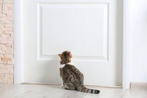 Deine Katze kratzt an der Tür? So kannst du es ihr abtrainieren