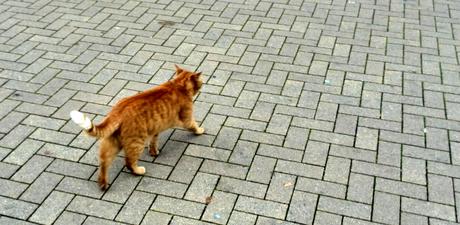 Foto: Weltkatzentag 2017