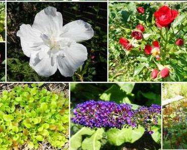 Mein Garten im August und Sommerlinkparty!