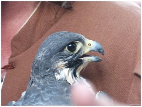 Momentaufnahmen von der LaHo2017