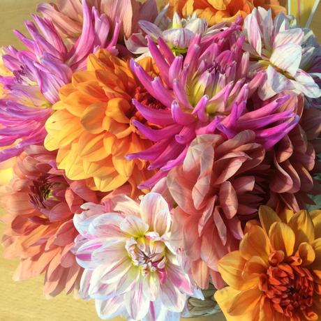 Friday-Flowerday – oder – Frisch aus dem Garten: Dahlien und Rosen