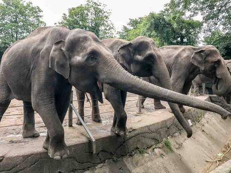 Kuriose Feiertage 12. August Welttag des Elefanten – World Elephant Day 2017 Dietmar Giese