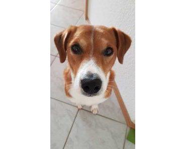 Das neue Hundefutter von Purina Beneful