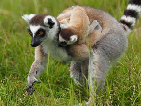 Madagaskars Tiere in Zoos - Lemuren - Katta mit Baby