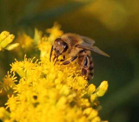 Bienen und Honig in diesem Sommer