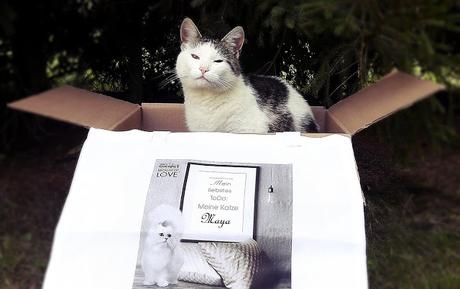 Katzenherzen schlagen höher: GOURMET geht wieder auf große Genusstour (Werbung inklusive Gewinnspiel)