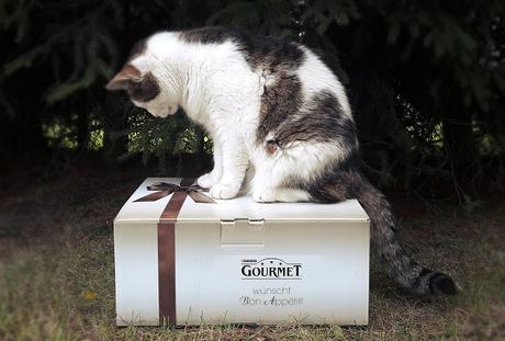 Katzenherzen schlagen höher: GOURMET geht wieder auf große Genusstour (Werbung inklusive Gewinnspiel)