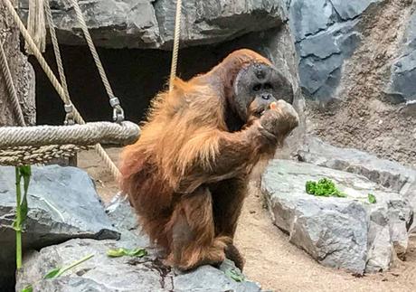 Kuriose Feiertage 19. August - International Orangutan Day 2017 Dietmar Giese