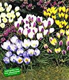 BALDUR-Garten Wildkrokusse, Botanische Krokusse Prachtmischung, 100 Zwiebeln, Crocus chrysanthus Mix