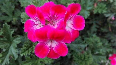 Foto: Blüten der Duftgeranie