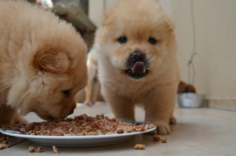 Die „Herzlich Willkommen – Diät“ für den (Auslands)Tierschutzhund