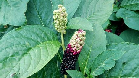 Foto: Fruchtstand eines Aronstabs