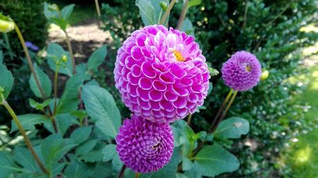 Foto: Hellviolette Pompon-Dahlien