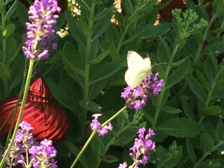 Sonntagsfreude: Körperpflege