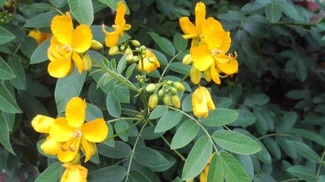 Foto: Blühende Zimtkassie