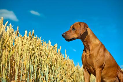 Ballaststoffe – warum dein Hund sie dringend braucht!